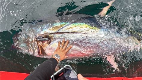 tuna business figgerits